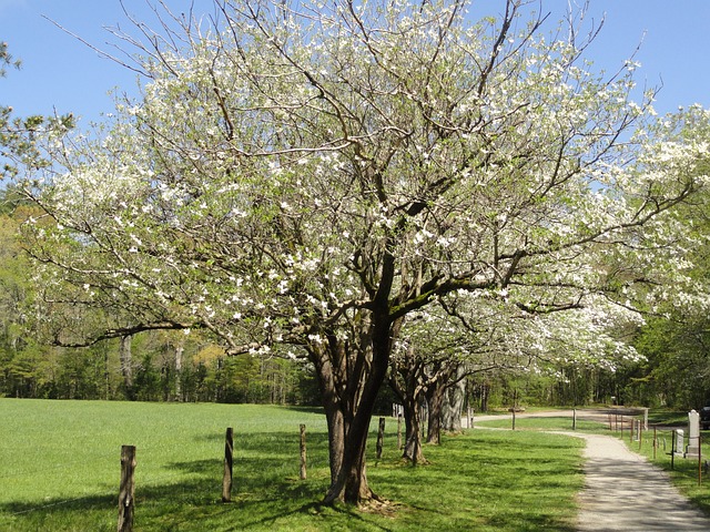 Dogwood Tree