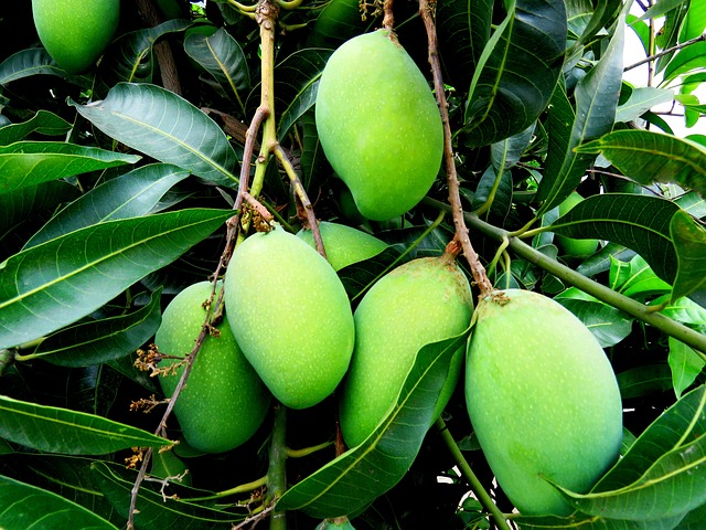 Green Mangoes