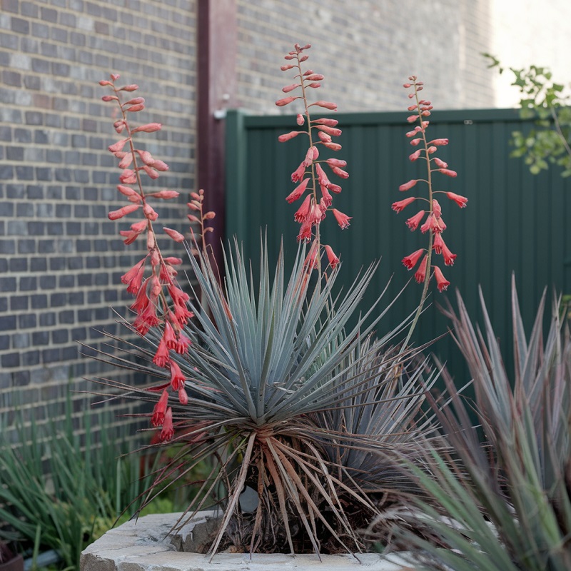 Red Yucca pant in Home Gardens