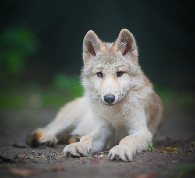 Saarloos Wolfdog