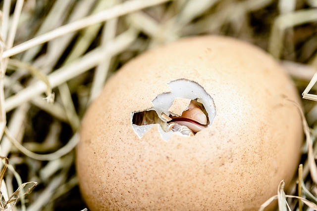 Turkey Eggs and Hatching