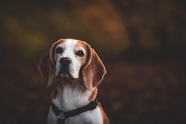 Why Beagles Are the Worst Dogs: The Truth About This Challenging Breed