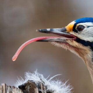 Facts About the Woodpecker Tongue: Nature’s Marvel