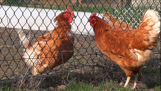 farm chickens separated by chain link fence