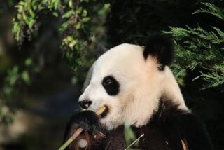 Endangered Giant Pandas