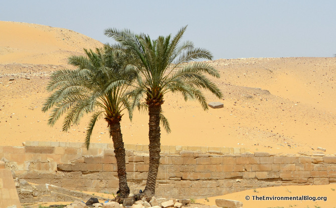 palm-tree-desert