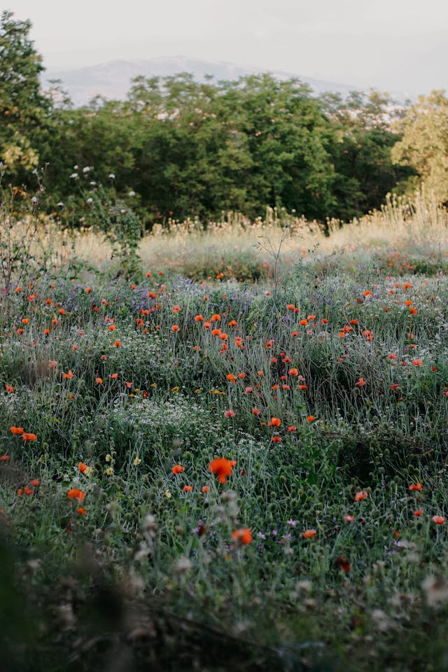 native plants