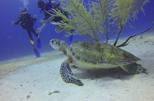 Diving with Turtles