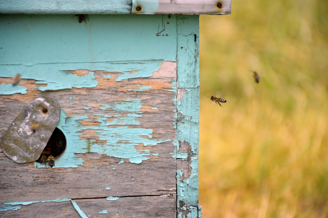 bees using their beehive