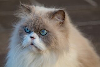 Long-Haired Cat Grooming – Tips for a Healthy Coat