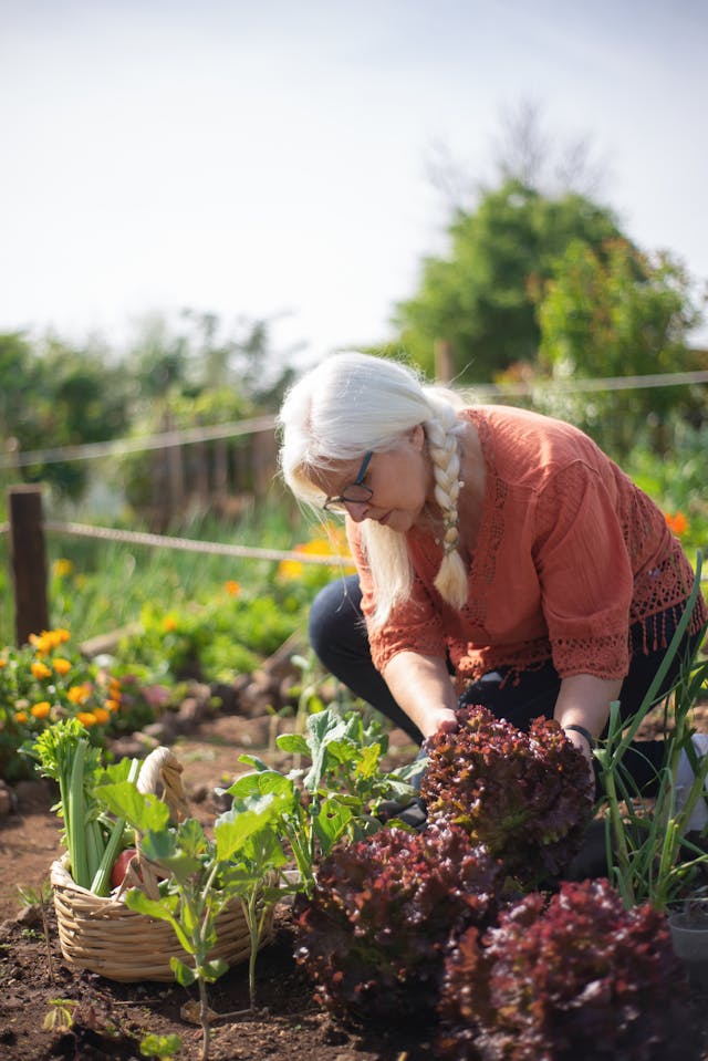 Backyard Farming