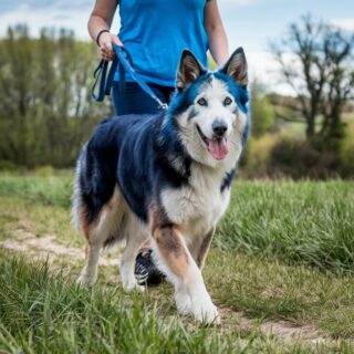 Is a Blue Bay Shepherd the Right Dog for Your Family?