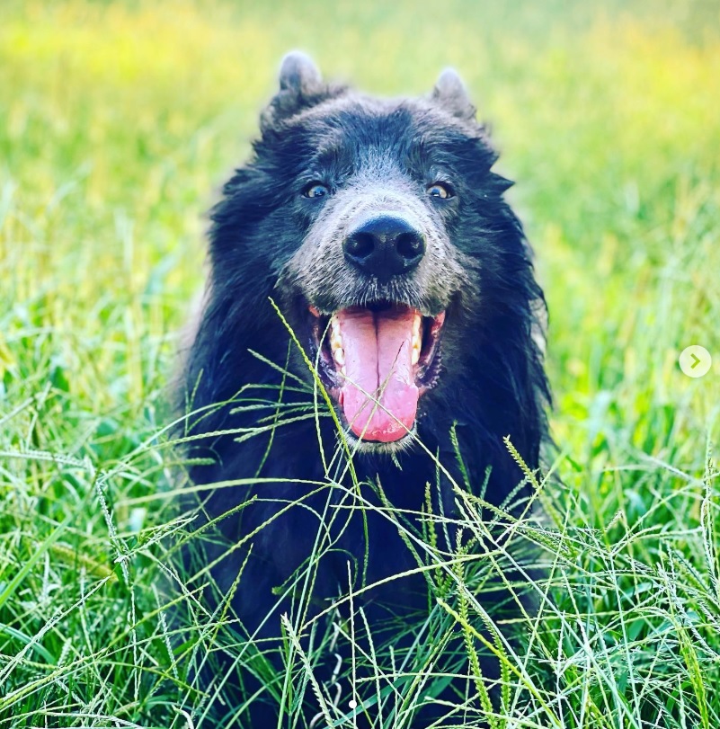 Blue Bay Shepherd habit