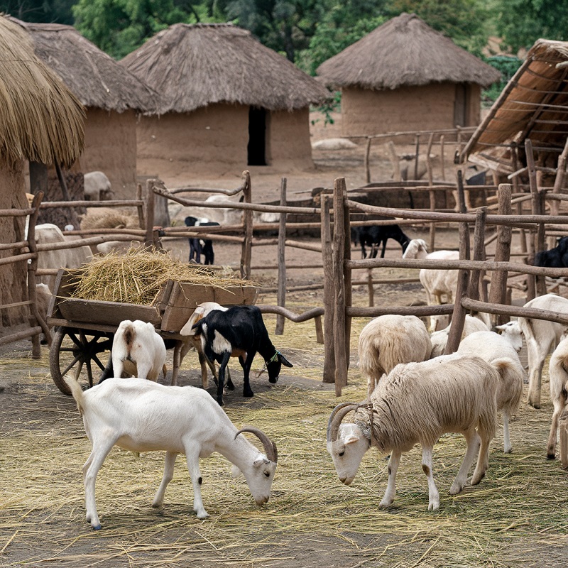 Ethiopia Eco Friendly Livestock Management