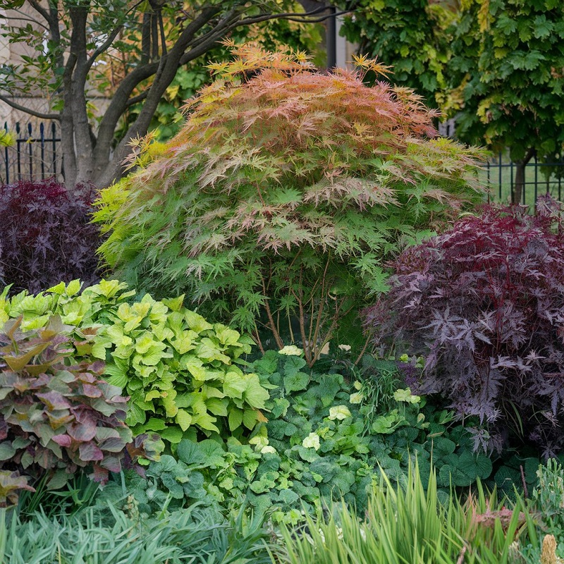 Low Maintenance Front Yard Landscaping garden