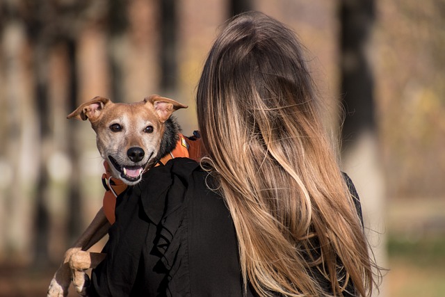 dog travel