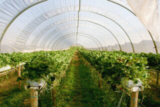 The Ultimate Guide to Choosing Greenhouses