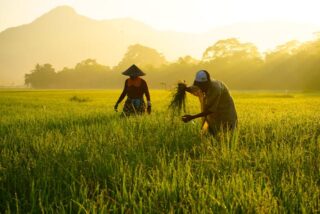 Rice: Balancing Food Security And Environmental Challenges