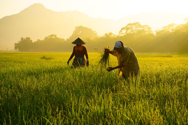 Rice: Balancing Food Security And Environmental Challenges