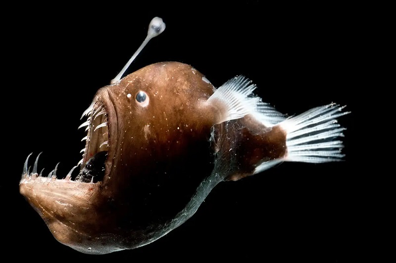 anglerfish