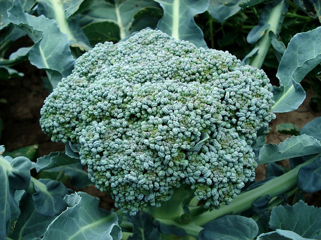 broccoli man-made