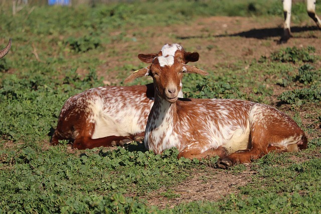 Eco-Friendly Ranching