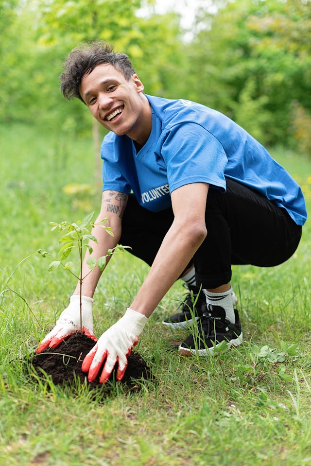 tree plantation