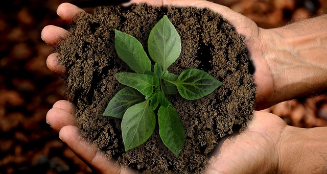 Simple Swaps, Big Impact: How We Can All Live More Sustainably